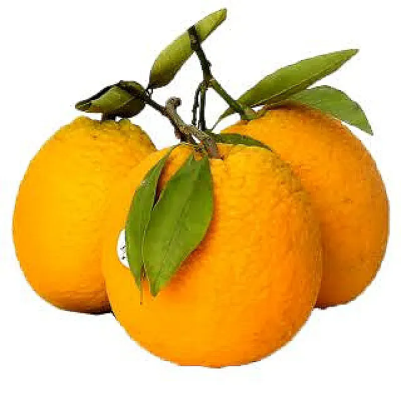 برتقال اردني