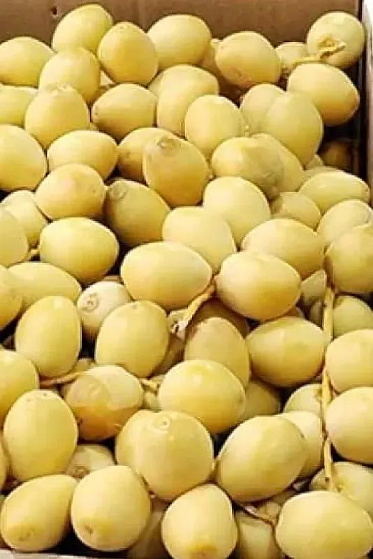 رطب برحي
